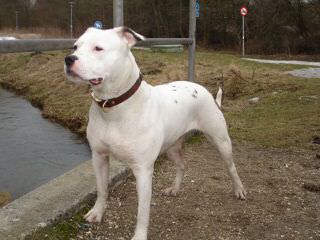 American Bulldog - Dog Breeders