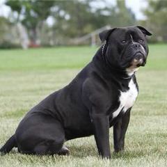 Tuff Stuff American Bulldogs - Dog Breeders