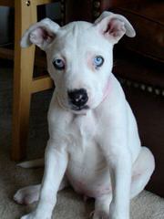 American Bulldog Puppy - Dog Breeders