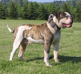 American Bulldog X American Staffs – Herts - Dog Breeders