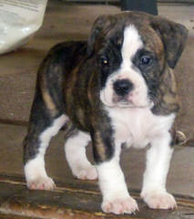 American Bulldog Puppies! - Dog and Puppy Pictures