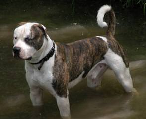 Rainshadow American Bulldogs - Dog and Puppy Pictures