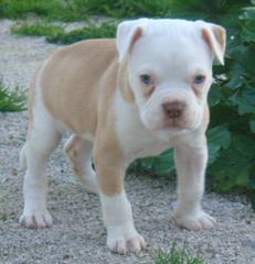 Tuff Stuff American Bulldogs - Dog and Puppy Pictures