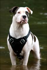 Looking For An American Bulldog Dam (With Papers) - Dog Breeders