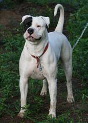 American Bulldog Puppy - Dog Breeders