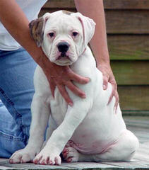 American Bulldogs - Dog and Puppy Pictures