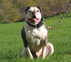 American Bulldog Puppy Dog Breed - Dog and Puppy Pictures