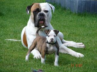 American Bulldog Stud - Dog and Puppy Pictures