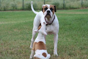 American Bulldog Pups For Sale - Dog and Puppy Pictures