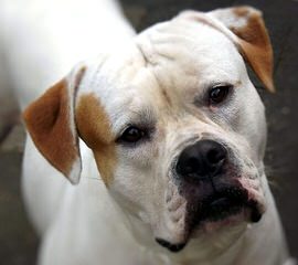 Mccabe’s American Bulldogs - Dog Breeders