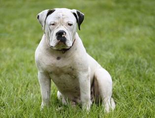 $700American Bulldog Female Puppy Nkc Reg. - Dog Breeders