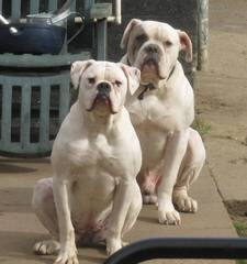 Looking For An American Bulldog Dam (With Papers) - Dog Breeders