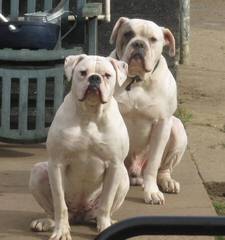 American Bulldog Puppies (Nkc Registered) - Dog and Puppy Pictures