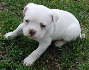 American Bulldogs - Dog Breeders