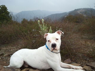 Looking For An American Bulldog Dam (With Papers) - Dog Breeders