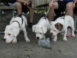 Looking For An American Bulldog Dam (With Papers) - Dog and Puppy Pictures