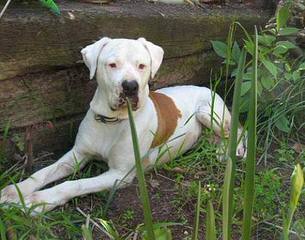 Championship Line American Bulldog Puppies - Dog and Puppy Pictures