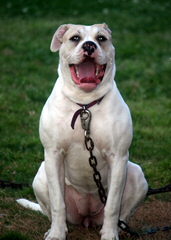 American Bulldog Puppy Dog Breed - Dog and Puppy Pictures