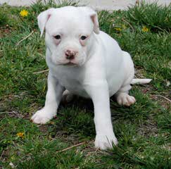 Browns Creek American Bulldogs - Dog and Puppy Pictures