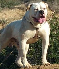 American Bulldogs Jt Puppies - Dog Breeders