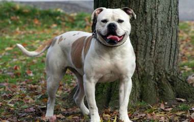 American Bulldog Puppies (Nkc Registered) - Dog Breeders