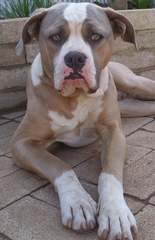 Aas Kennels/American Bulldogs - Dog Breeders