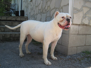 Large Beautiful Bully Bulldog Pups Available - Dog Breeders