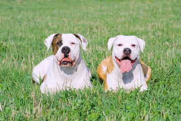 American Bulldog Puppy - Dog and Puppy Pictures