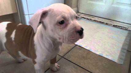 China’s American Bulldog Puppies - Dog Breeders