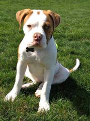 American Bulldog – 1.5Yrs Old - Dog Breeders