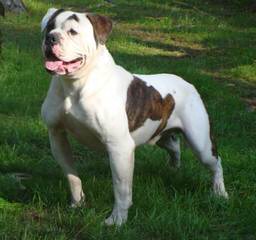 American Bulldog Puppies! - Dog Breeders