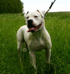 American Bulldog Pups - Dog Breeders