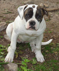 Heritage Style Bullies - Dog and Puppy Pictures