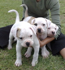 Dailey’s American Bulldogs - Dog Breeders