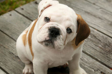 Awesome American Bulldogs - Dog Breeders