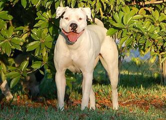 Rainshadow American Bulldogs - Dog and Puppy Pictures