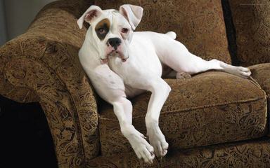 American Bulldog Puppy Dog - Dog and Puppy Pictures