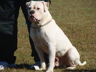 West Tenn Bullies - Dog and Puppy Pictures