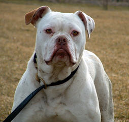 $700American Bulldog Female Puppy Nkc Reg. - Dog Breeders