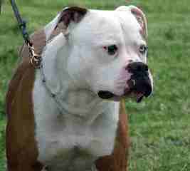 Big Julian Jays American Bulldogs - Dog Breeders