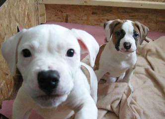 Ohio American Bulldog Puppies - Dog and Puppy Pictures