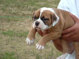 American Bulldog Puppy Dog Breed - Dog and Puppy Pictures