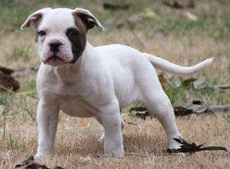 Rainshadow American Bulldogs - Dog Breeders