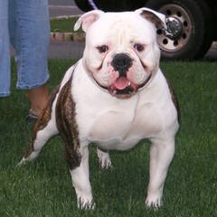 American Bulldog Pups - Dog Breeders