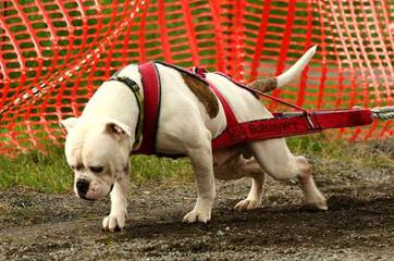 American Bulldog Stud - Dog Breeders