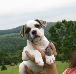 2 Female American Bulldogs For Sale - Dog and Puppy Pictures