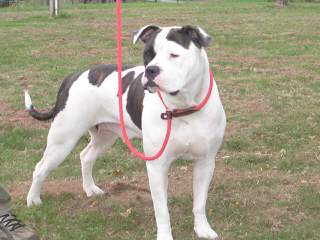 American Bulldog - Dog Breeders