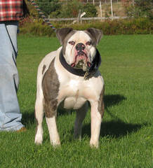 American Bulldogs Jt Puppies - Dog Breeders