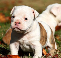 Gittinger’s Bulldogs - Dog Breeders