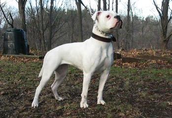 Nice Bully Puppies - Dog Breeders